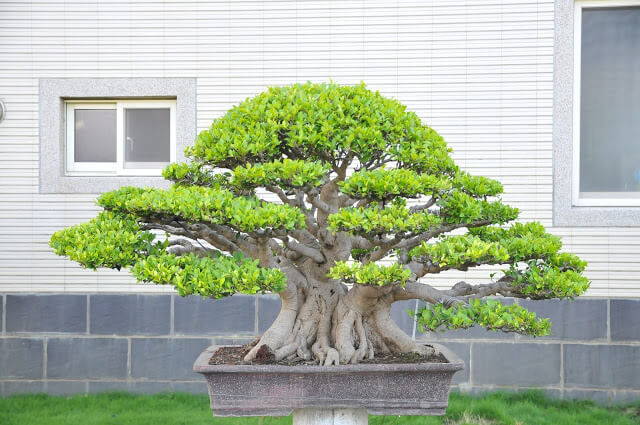 Ficus Microcarpa 榕樹 – Taiwan Bonsai 萬相藝樹