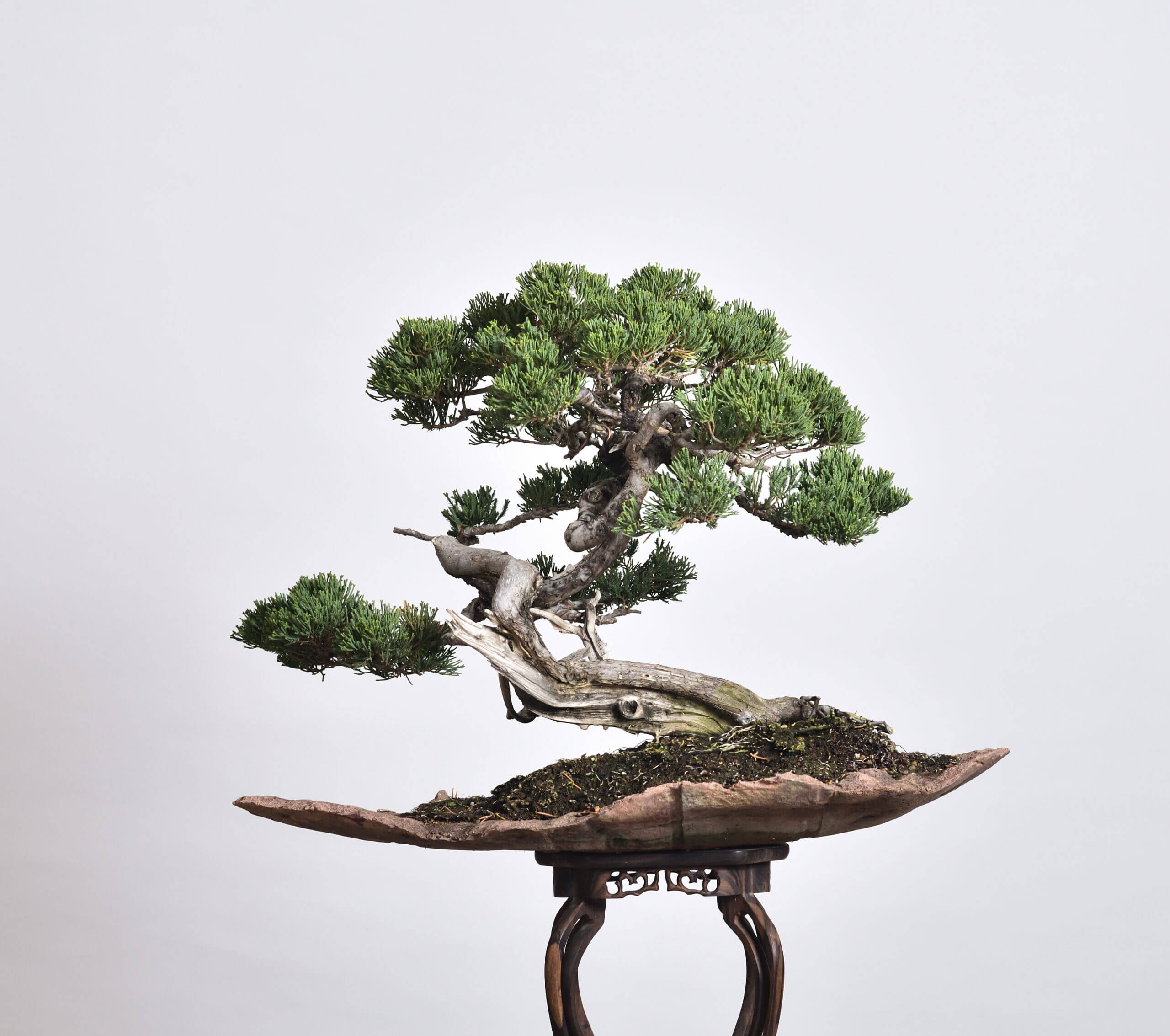 真柏盆栽| Taiwan Bonsai 萬相藝樹