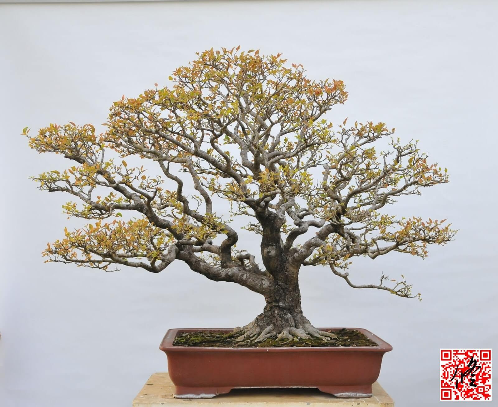 Celtis sinensis 毛朴 