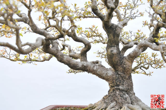 萬相藝樹｜Celtis sinensis 毛朴盆栽