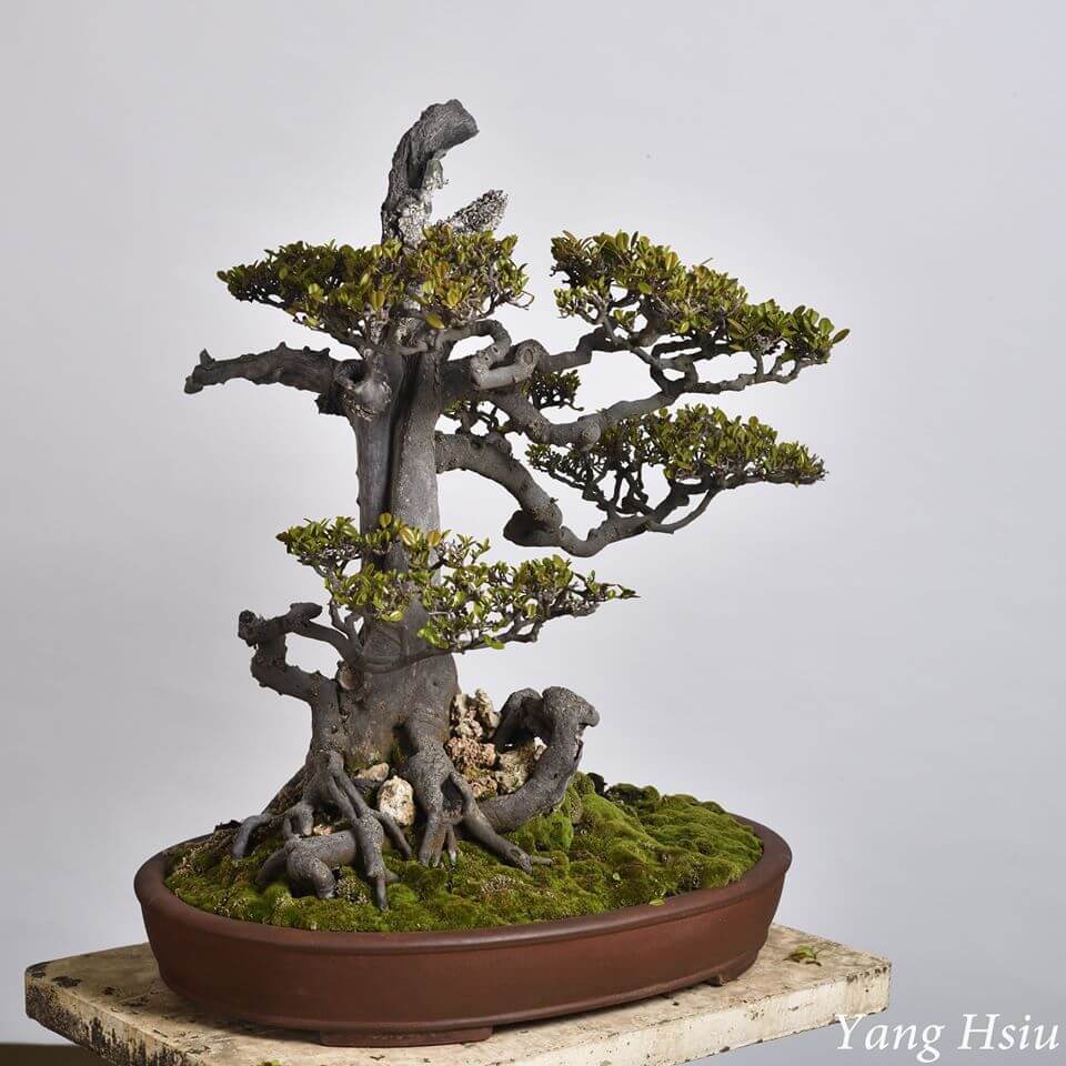 Taiwan Bonsai 萬相藝樹 | 盆栽庭園景觀樹