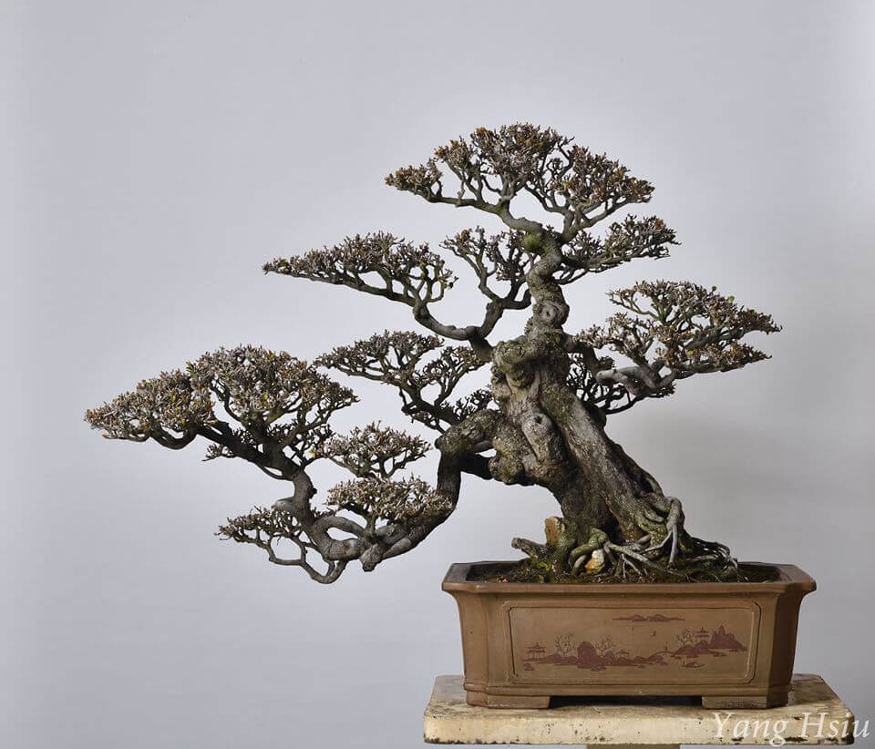 Taiwan Bonsai 萬相藝樹－羅漢松｜真柏｜象牙木