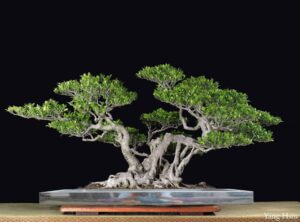 前任中華盆栽作家協會會長楊修作品，強調樹種特色，利用逆枝與忌枝做變化。