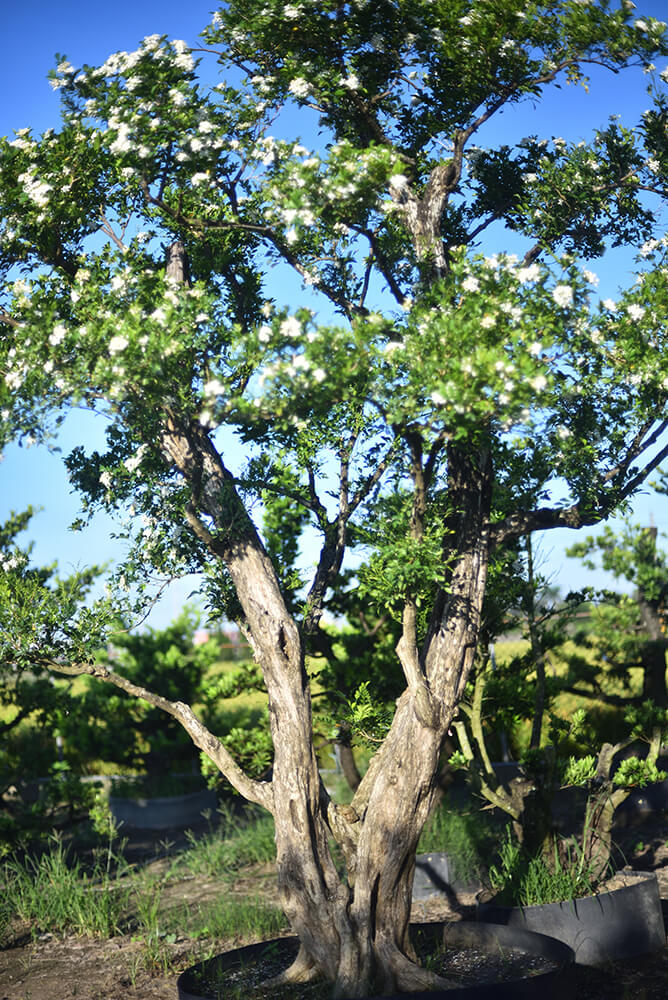 Taiwan Bonsai 萬相藝樹 | 盆栽庭園景觀樹