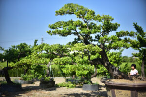 萬相藝樹提供大型盆栽與庭園造景景觀樹木