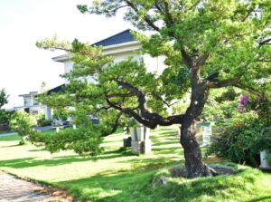 萬相藝樹｜庭園造景、景觀樹木與盆栽