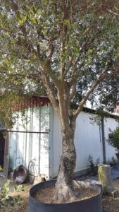 適合種植於庭院、大樓中庭或門口，是絕佳的樹蔭植物。 It is suitable for planting in courtyards, building atriums or doorways, and is an excellent shade plant.