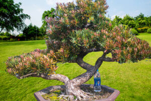 貴妃羅漢松盆栽代表高貴優雅的象徵，但卻不因此嬌貴。此樹種羅漢松比目前市面上的羅漢松更容易照顧，且蟲害少生命力強盛。是非常值得收藏樹種。