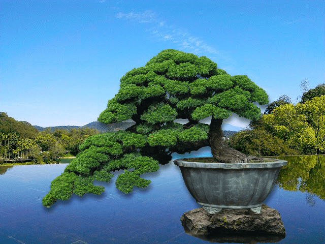 伊賀留華園 真柏 盆栽 080603 新作，100%新品 伊賀留華園 糸魚川 真柏 盆栽 鉢上 24cm 080901