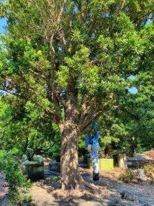 For sale 售 百年老樹，日本時代羅漢松，大部分已接蘭嶼羅漢松，只有一顆沒有嫁接。
