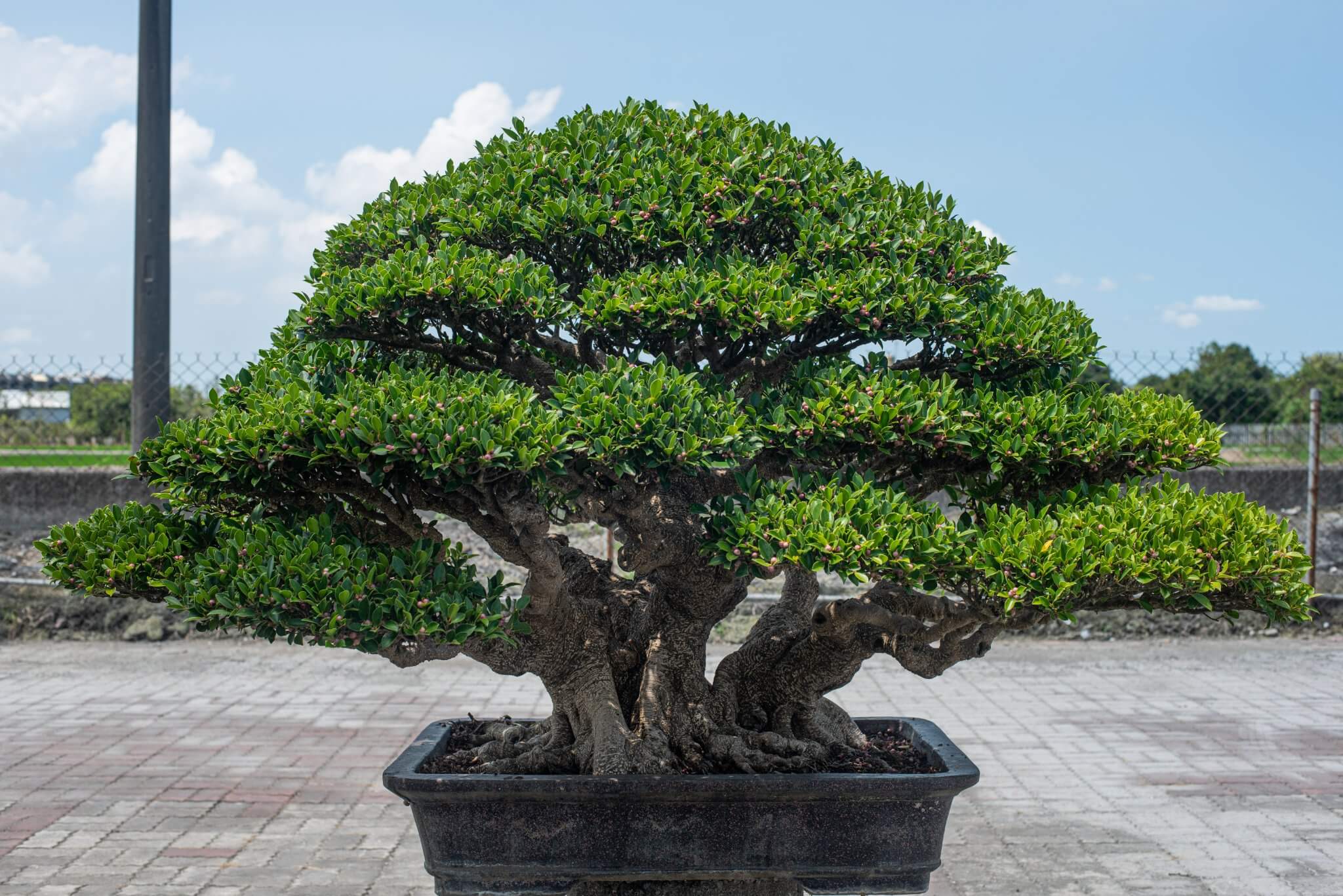 羅漢松盆栽庭園景觀 | Taiwan Bonsai 萬相藝樹
