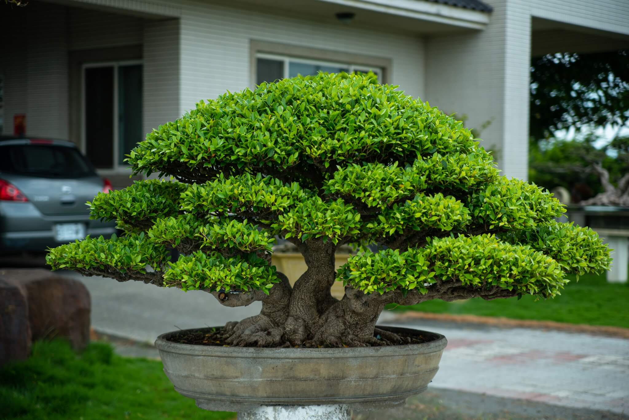 榕樹盆栽 | Taiwan Bonsai 萬相藝樹