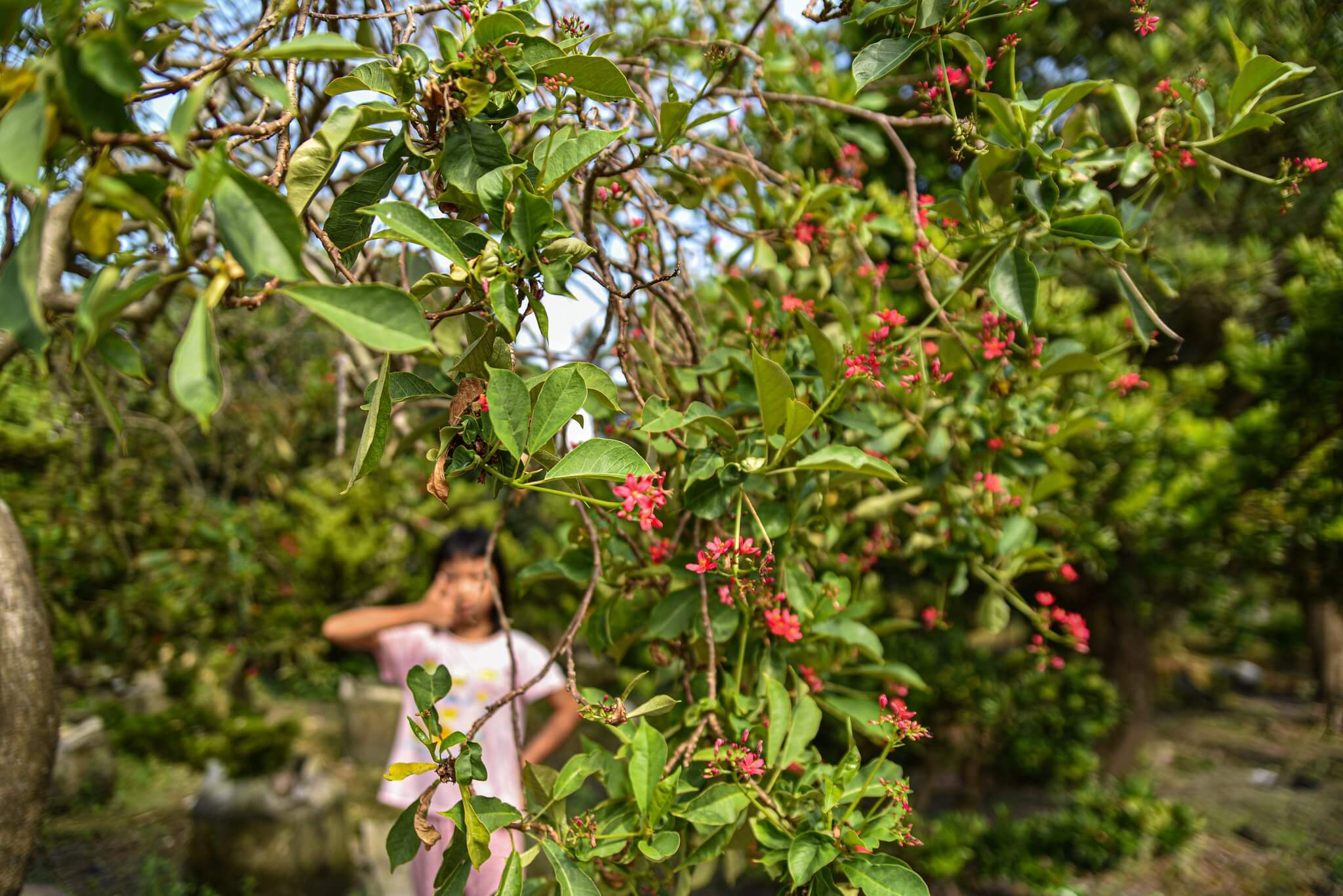 萬相藝樹－日日櫻，世界花期最久的植物。 樹型婀娜多姿有變化，維護簡單。