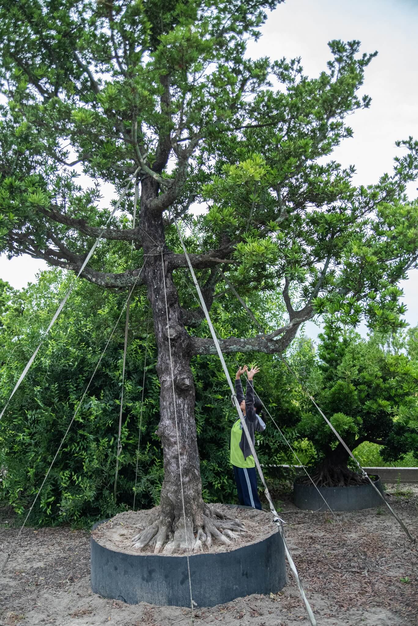 羅漢松老樹 | Taiwan Bonsai 萬相藝樹