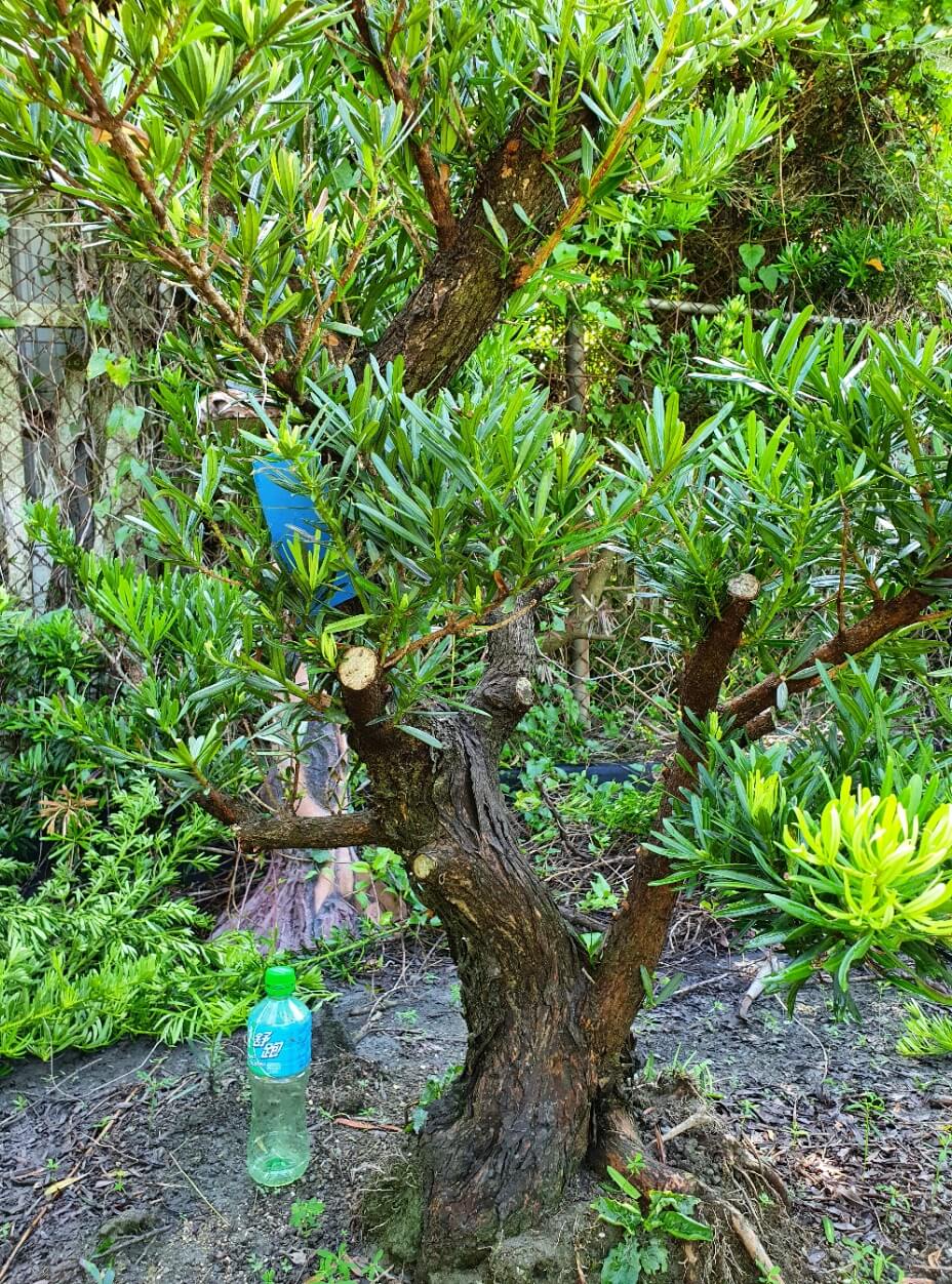 Taiwan Bonsai 萬相藝樹 | 盆栽庭園景觀樹