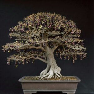 四季春 (枯里珍)