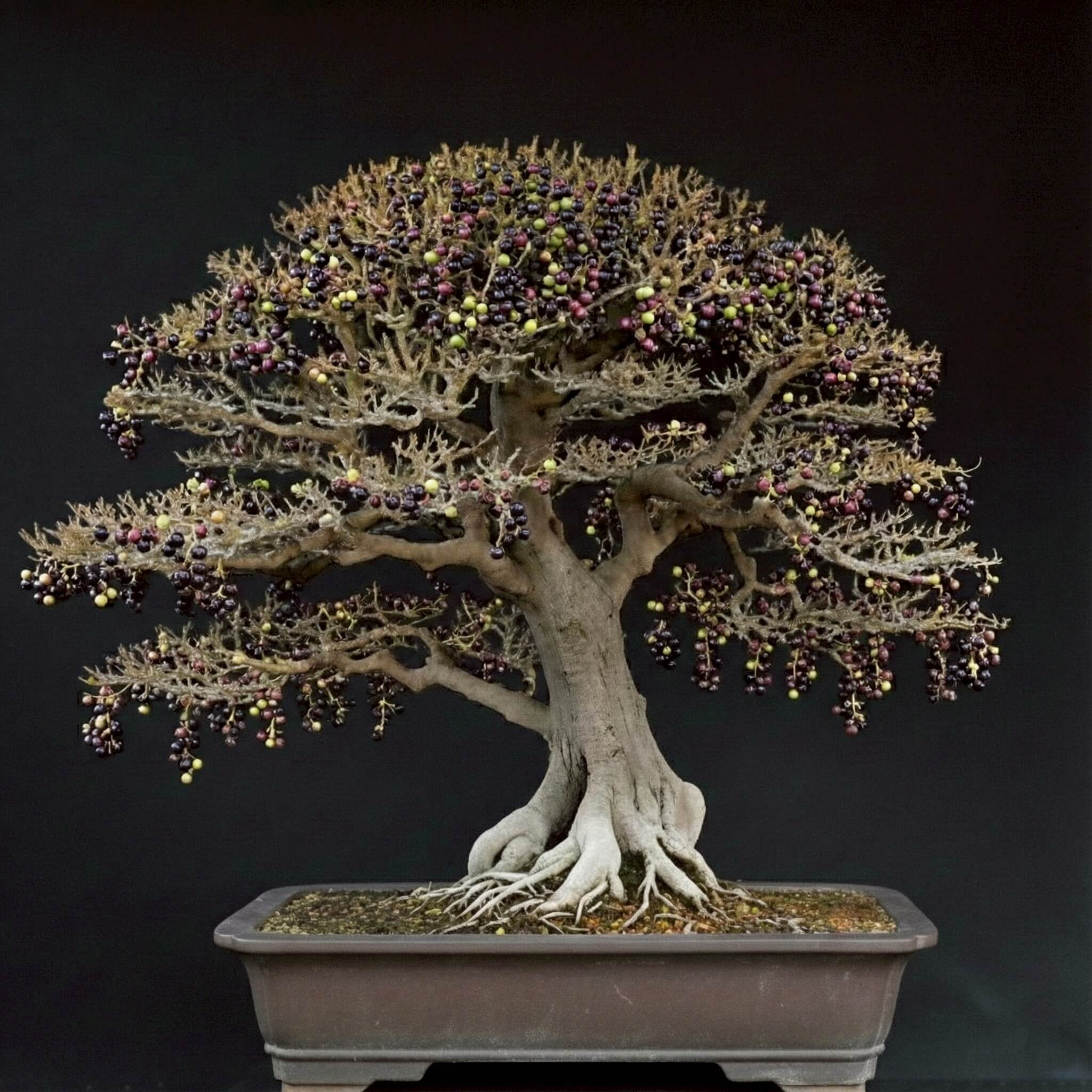 四季春 (枯里珍)